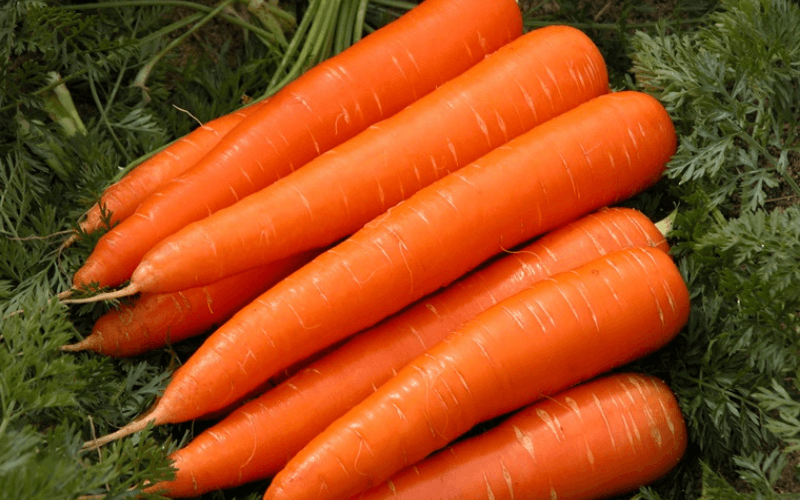 Cà rốt không chỉ giúp tăng cường thị lực mà còn cho hệ miễn dịch và gan